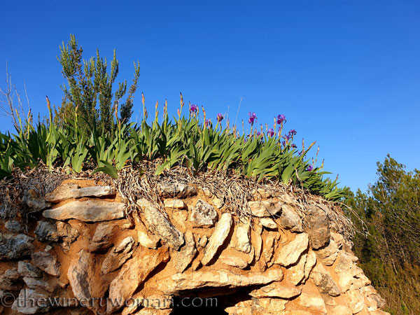 Stone_hut_Irises8_4.1.19_TWW