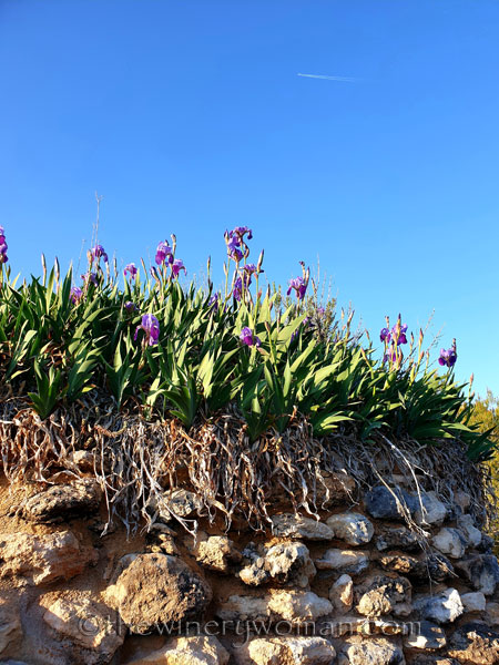 Stone_hut_Irises9_4.1.19_TWW