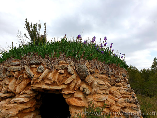 Stone_hut_Irises_3.31.19_TWW
