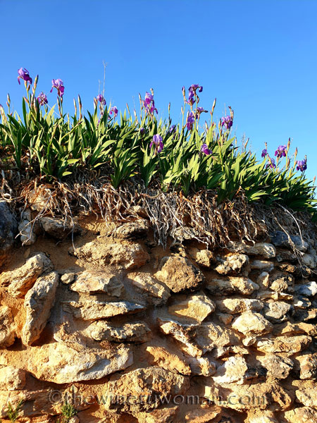 Stone_hut_Irises_4.1.19_TWW