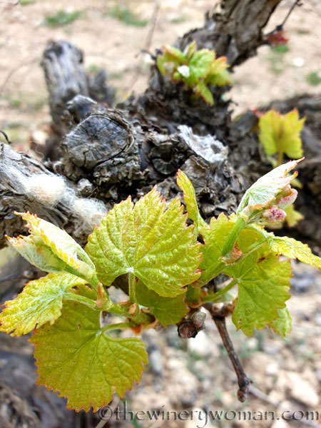 Vineyard_Walk10_4.7.19_TWW