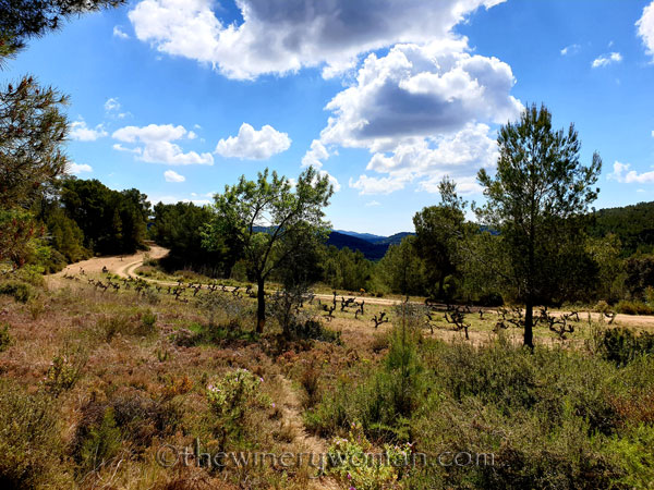 Vineyard_Walk12_4.7.19_TWW