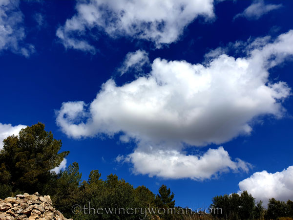 Vineyard_Walk24_4.7.19_TWW