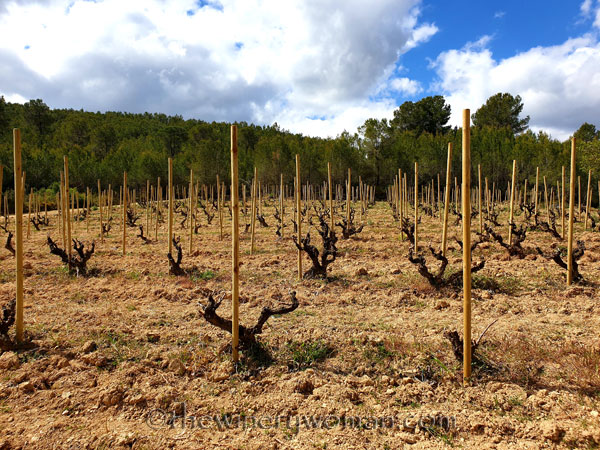 Vineyard_Walk29_4.7.19_TWW