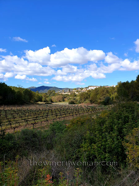 Vineyard_Walk2_4.7.19_TWW