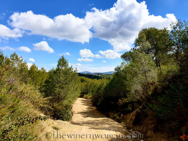 Vineyard_Walk35_4.7.19_TWW