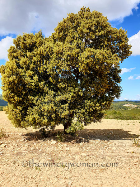 Vineyard_Walk36_4.7.19_TWW