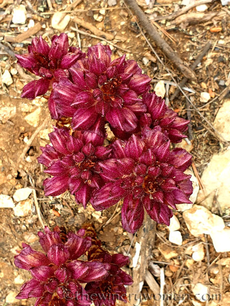 Vineyard_Walk43_4.7.19_TWW