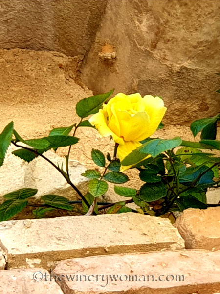 Vineyard_Walk47_4.7.19_TWW