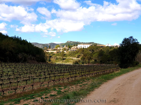 Vineyard_Walk4_4.7.19_TWW