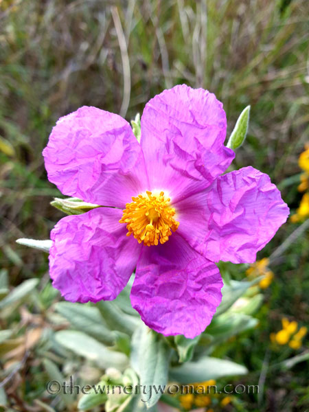 Vineyard_Walk6_4.7.19_TWW