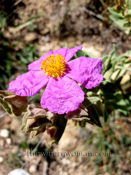 Vineyard_Walk7_4.7.19_TWW