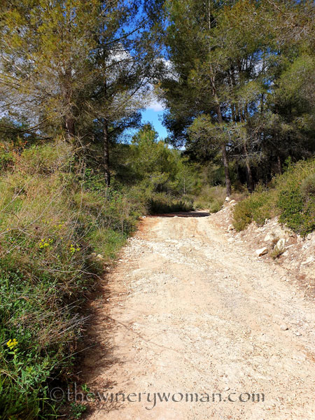 Vineyard_Walk8_4.7.19_TWW