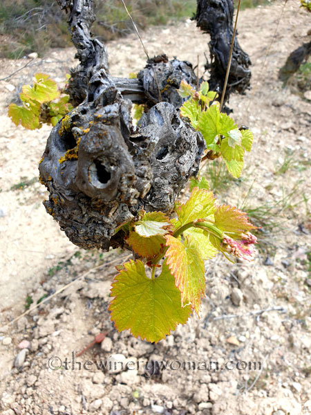 Vineyard_Walk9_4.7.19_TWW