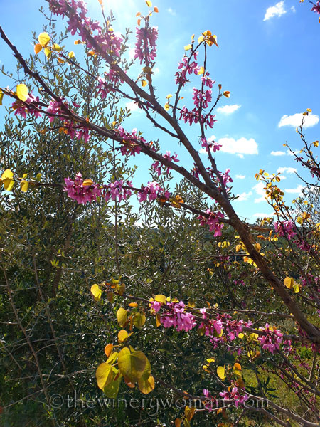 Vineyard_Walk_4.7.19_TWW