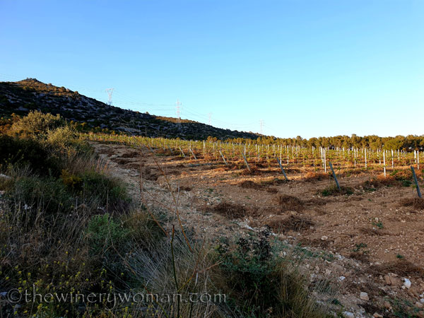 Walk_in_the_vineyard11_4.1.19_TWW