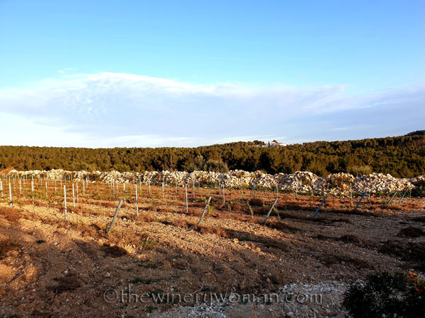 Walk_in_the_vineyard12_4.1.19_TWW
