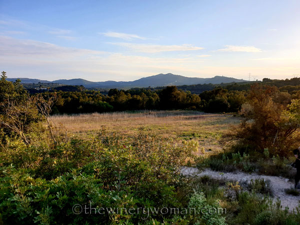 Walk_in_the_vineyard14_4.1.19_TWW