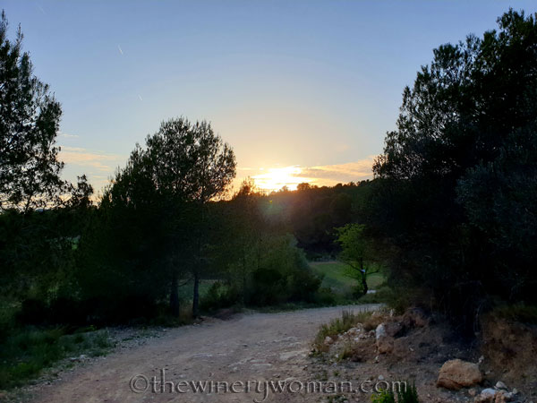 Walk_in_the_vineyard15_4.1.19_TWW