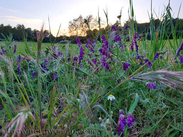 Walk_in_the_vineyard16_4.1.19_TWW