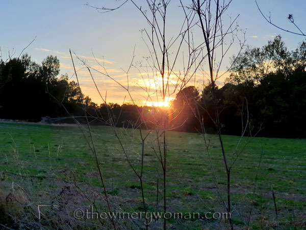 Walk_in_the_vineyard17_4.1.19_TWW