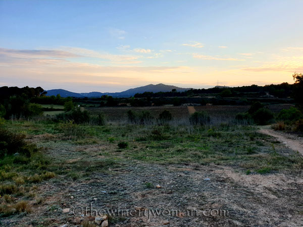 Walk_in_the_vineyard18_4.1.19_TWW