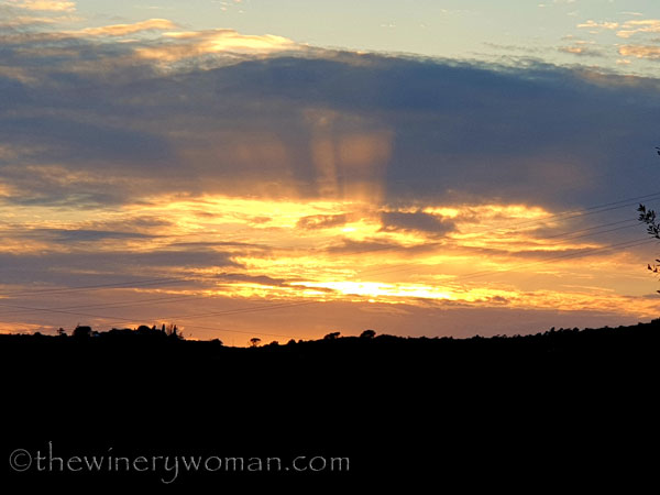 Walk_in_the_vineyard20_4.1.19_TWW