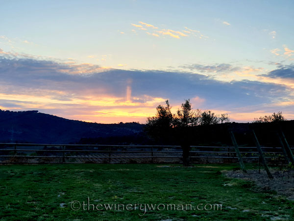Walk_in_the_vineyard21_4.1.19_TWW
