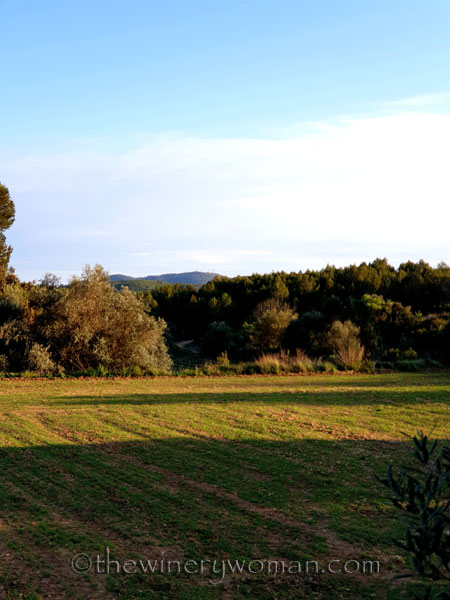 Walk_in_the_vineyard2_4.1.19_TWW