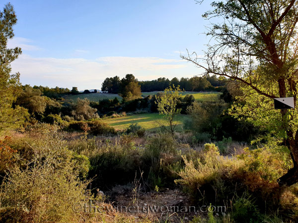 Walk_in_the_vineyard3_4.1.19_TWW