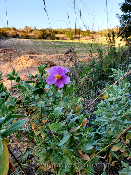 Walk_in_the_vineyard5_4.1.19_TWW