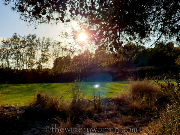 Walk_in_the_vineyard_4.1.19_TWW
