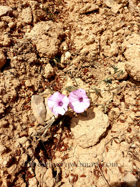 Wildflowers4_4.14.19_TWW