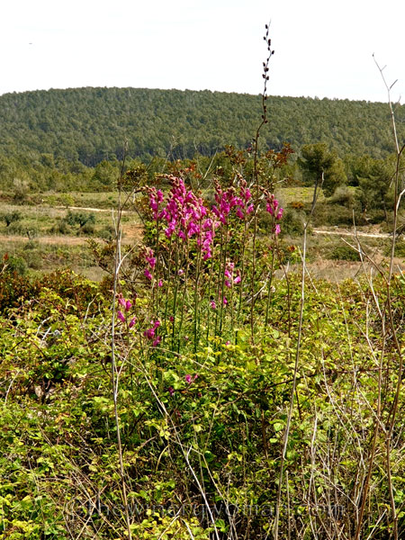 Wildflowers5_4.14.19_TWW
