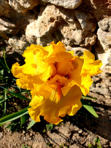 Yellow_Iris8_4.16.19_TWW