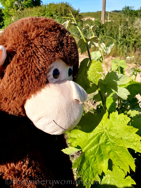 Grape_Ape_and_Grapes10_5.9.19_TWW