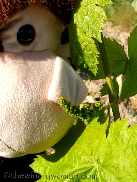 Grape_Ape_and_Grapes11_5.9.19_TWW