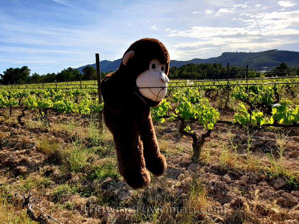 Grape_Ape_and_Grapes13_5.9.19_TWW