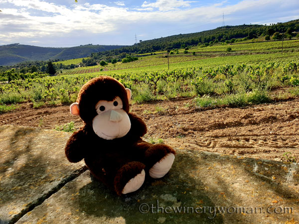 Grape_Ape_and_Grapes19_5.9.19_TWW