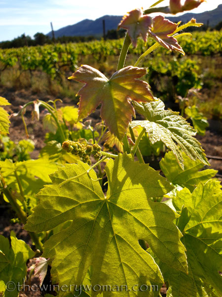 Grape_Ape_and_Grapes5_5.9.19_TWW