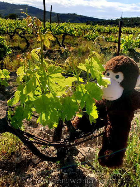 Grape_Ape_and_Grapes6_5.9.19_TWW