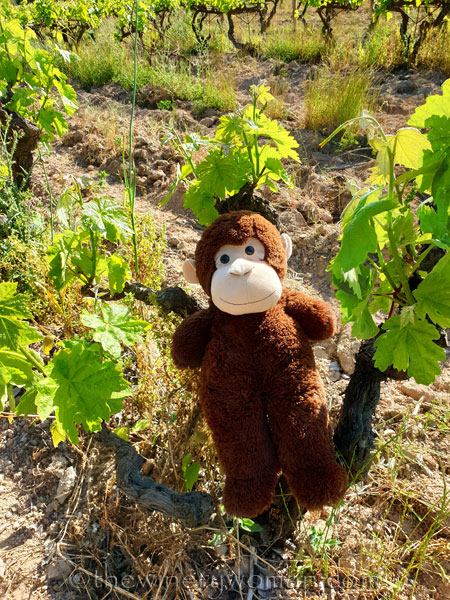 Grape_Ape_and_Grapes7_5.9.19_TWW