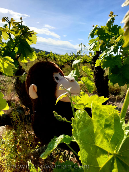 Grape_Ape_and_Grapes9_5.9.19_TWW