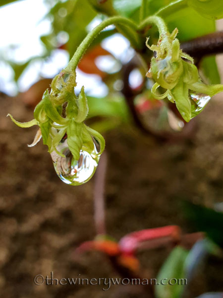 Raindrops4_5.3.19_TWW