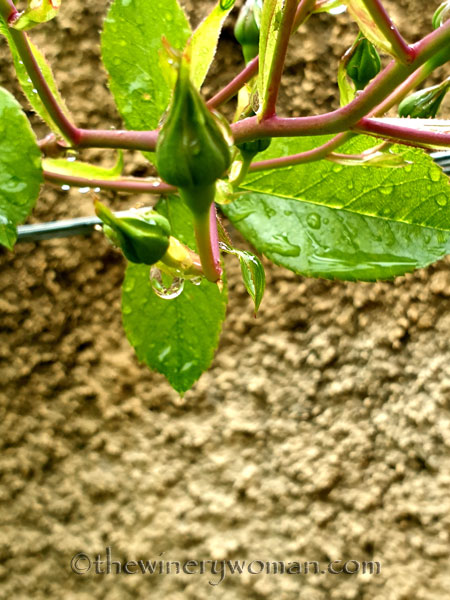 Raindrops5_5.3.19_TWW