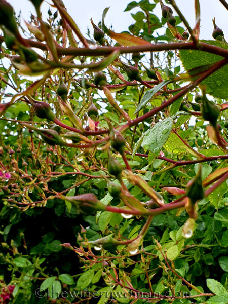 Raindrops6_5.3.19_TWW