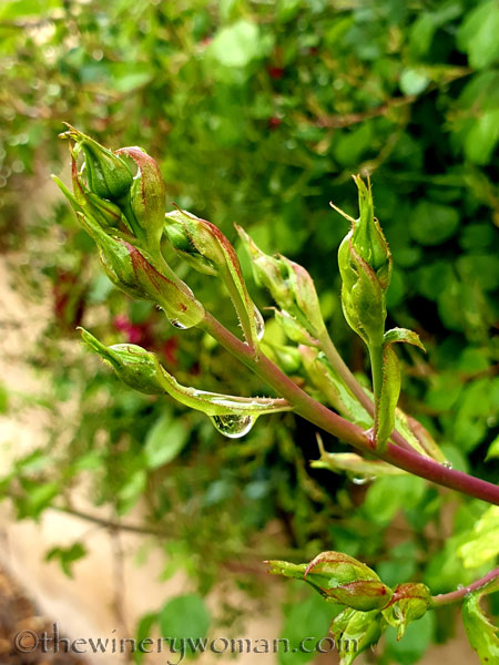 Raindrops7_5.3.19_TWW