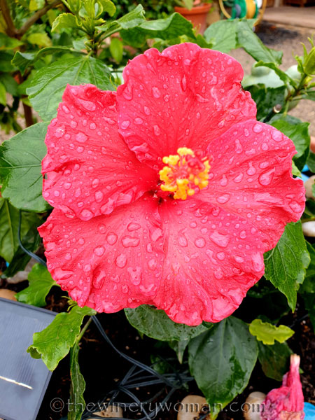 Raindrops_5.3.19_TWW