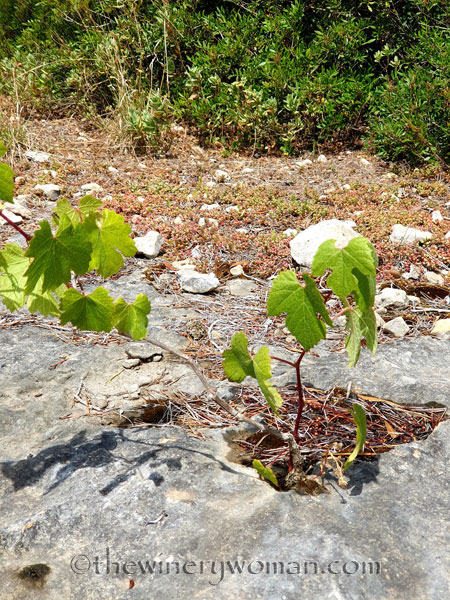 Rock_Flowers2_5.18.19_TWW