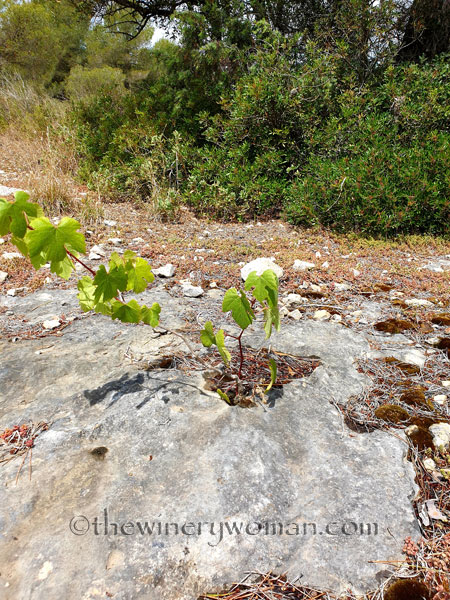 Rock_Flowers3_5.18.19_TWW